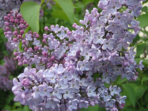 Syringa, standing in for Syringa pekinensis