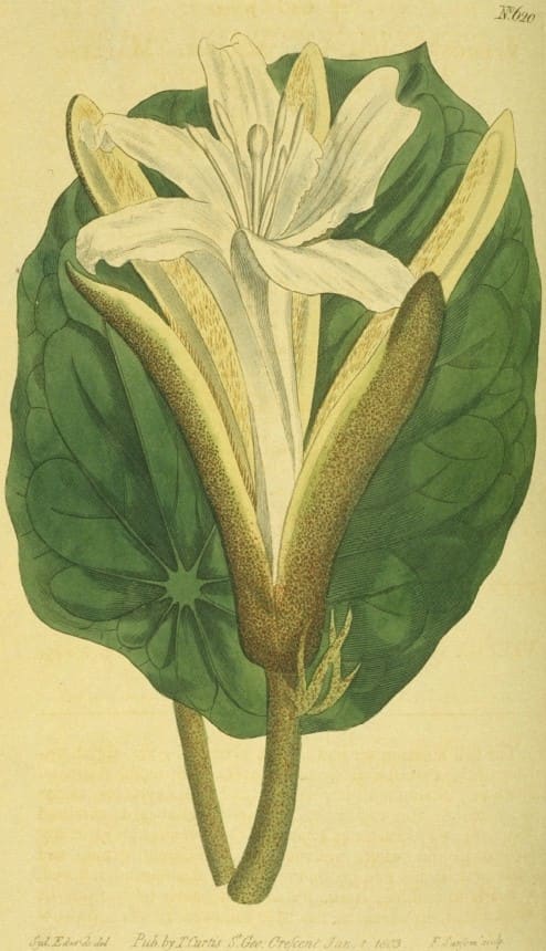 Pterospermum, standing in for Pterospermum lanceifolium