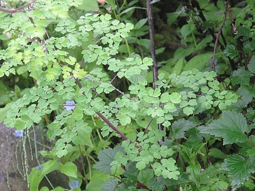 Thalictrum cultratum