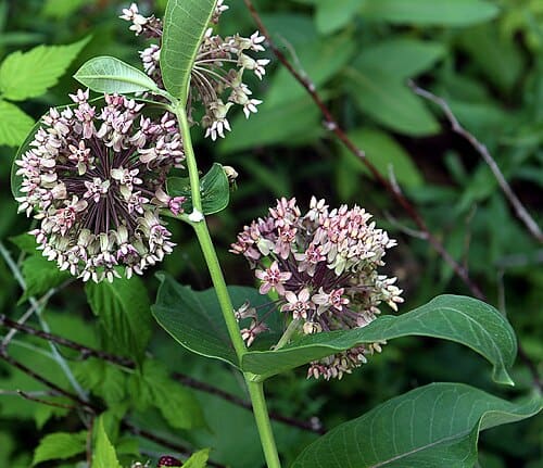 Asclepias, standing in for Asclepias alba