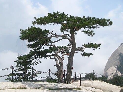 Pinus tabuliformis
