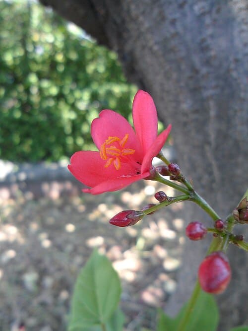Jatropha integerrima