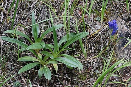 Gentiana tianschanica