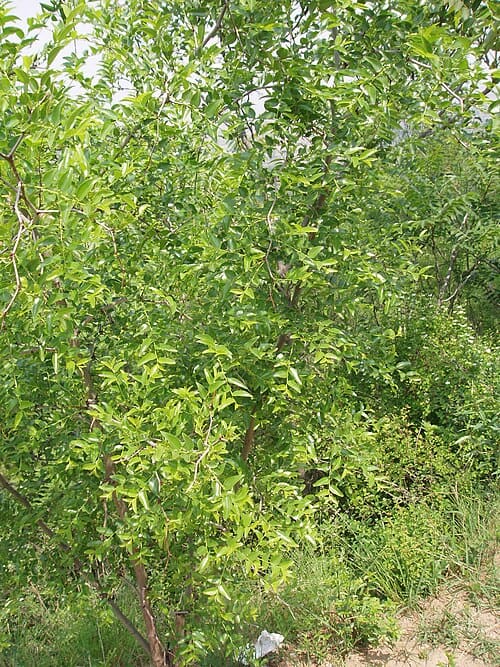 Ziziphus jujuba