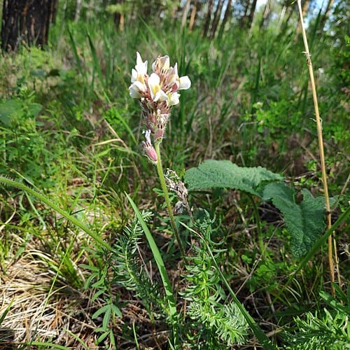 Oxytropis myriophylla
