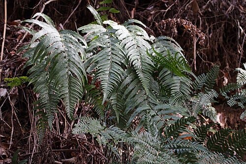 Microlepia marginata