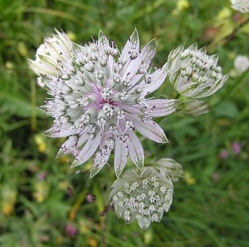 Astrantia major
