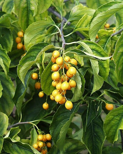 Celastrus