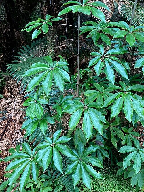 Schefflera, standing in for Schefflera densinervosa
