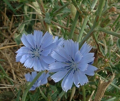 Cichorium intybus