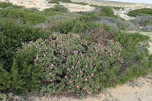 Cistaceae