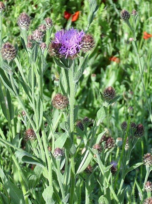 Centaurea nevadensis