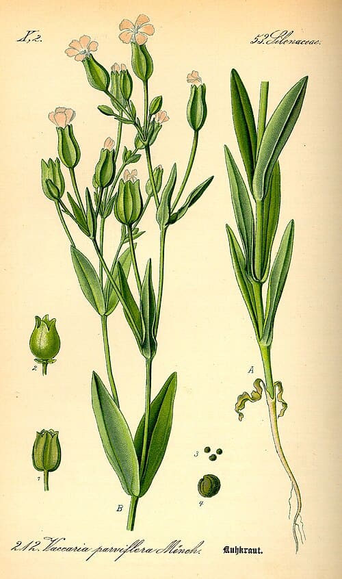 Vaccaria, standing in for Vaccaria segetalis