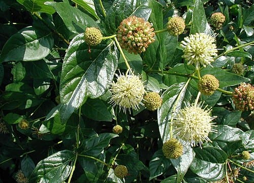 Cephalanthus