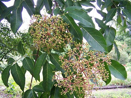 Euodia, standing in for Euodia rutaecarpa var. officinalis