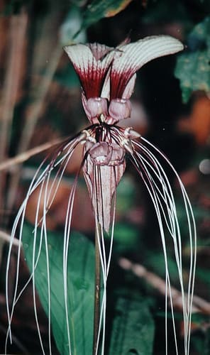 Taccaceae, standing in for Schizocapsa plantaginea