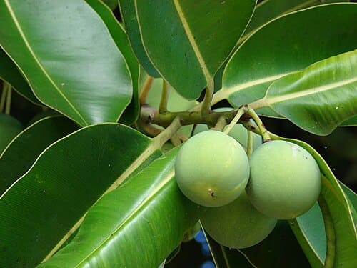 Calophyllum, standing in for Calophyllum japonicum