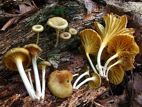 Gerronema