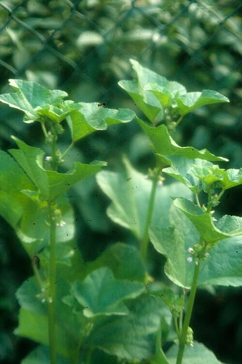 Malva verticillata