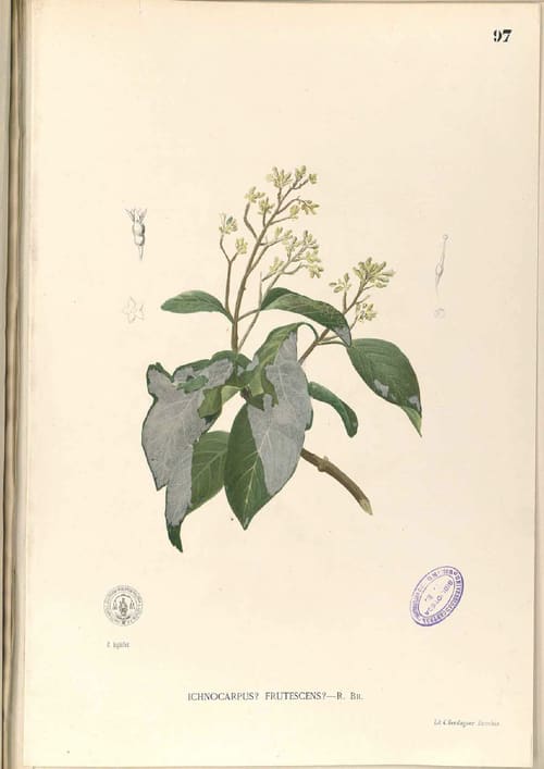 Ichnocarpinae, standing in for Epigynum auritum