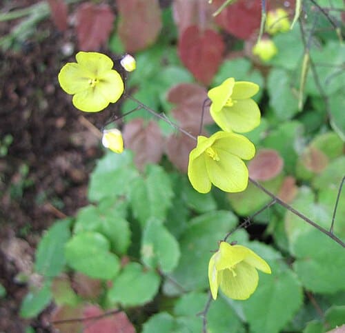Epimedium ecalcaratum