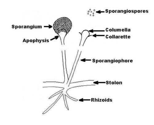 Rhizopus, standing in for Rhizopus graminis