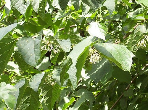 Alangium, standing in for Alangium angustifolium