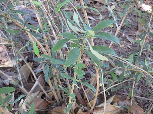 Berberis lycium