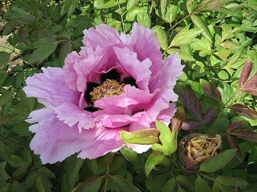 Paeonia, standing in for Paeonia smithii