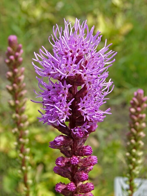 Liatris, standing in for Liatris pilosa