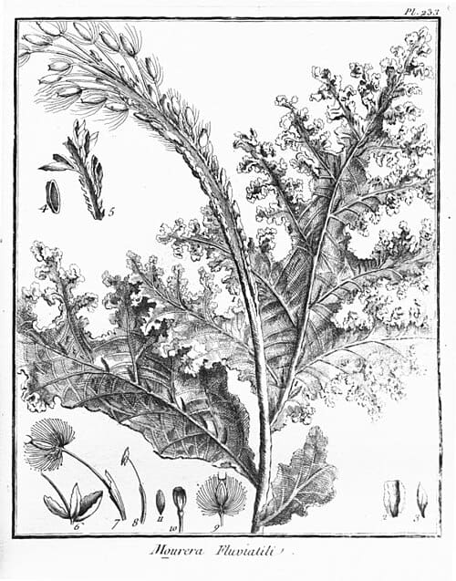 Podostemaceae, standing in for Dufourea graminifolia
