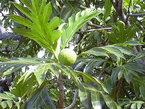 Artocarpus altilis