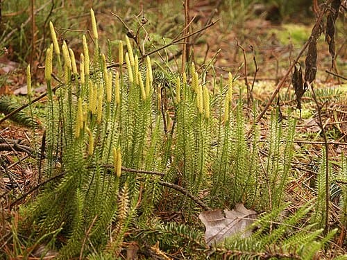 Lycopodium annotinum