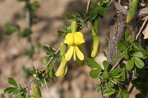 Caragana, standing in for Caragana intermedia