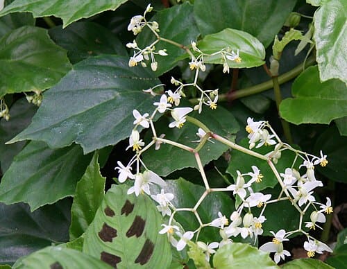 Begonia glabra