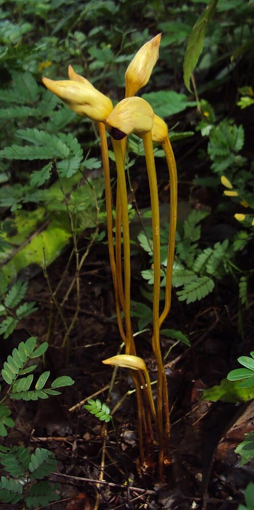 Aeginetia indica