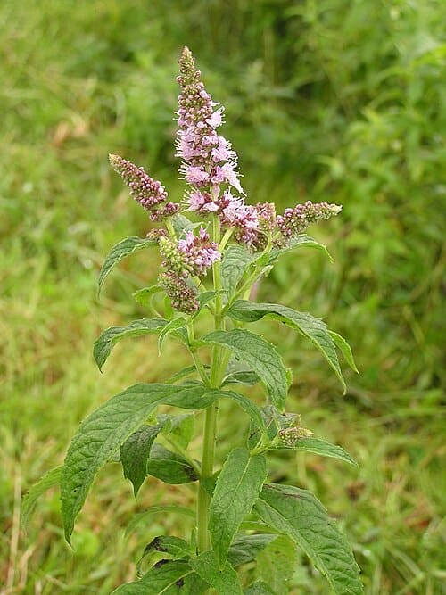 Mentha