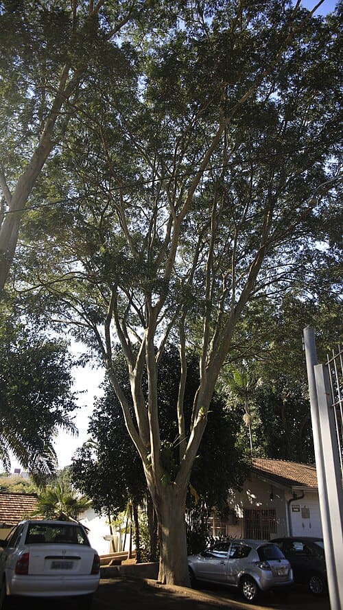 Albizia niopoides