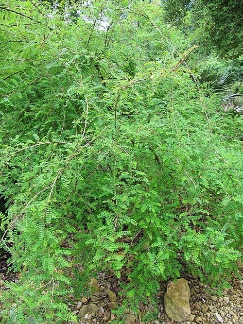 Caragana tibetica