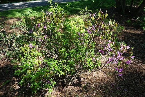 Rhododendron capitatum
