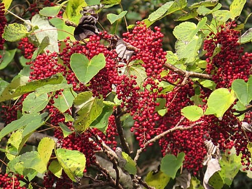 Idesia polycarpa