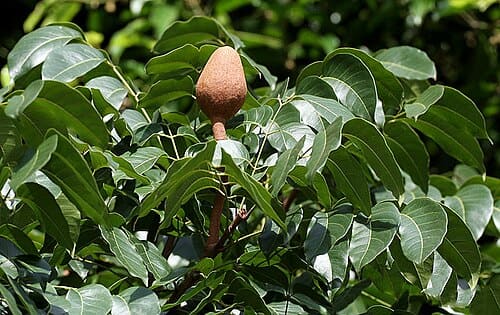 Swietenia