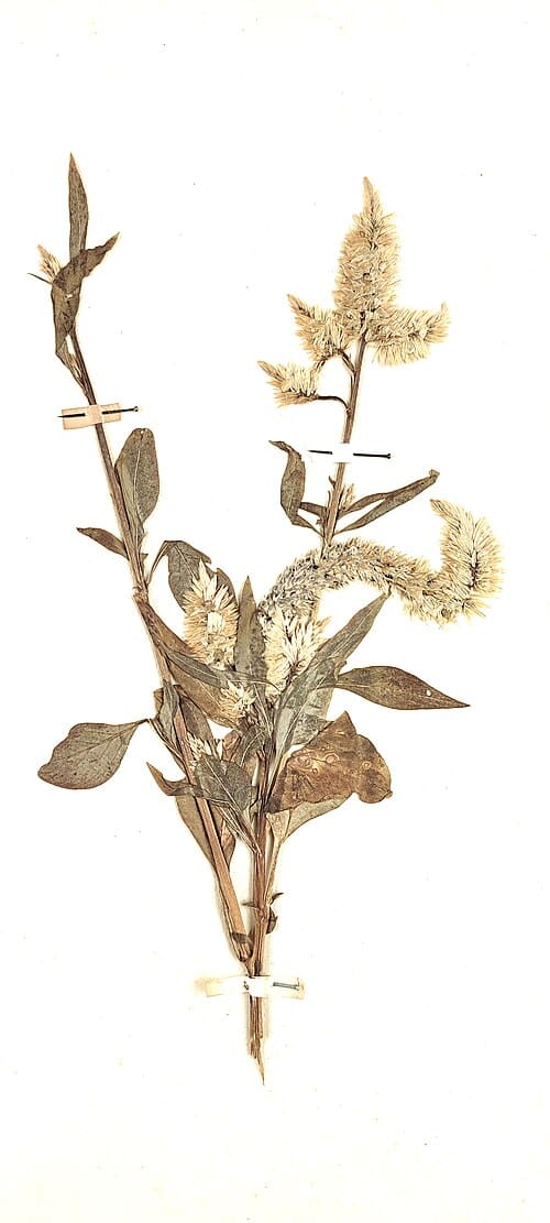 Celosia cristata