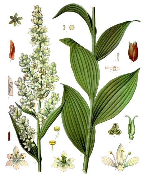 Veratrum, standing in for Veratrum grandiflorum