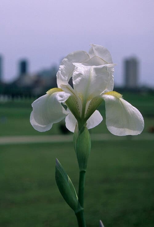 Iris albicans