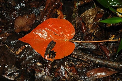 Croton urucurana
