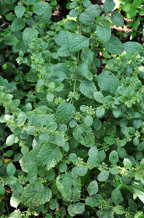 Melissa officinalis