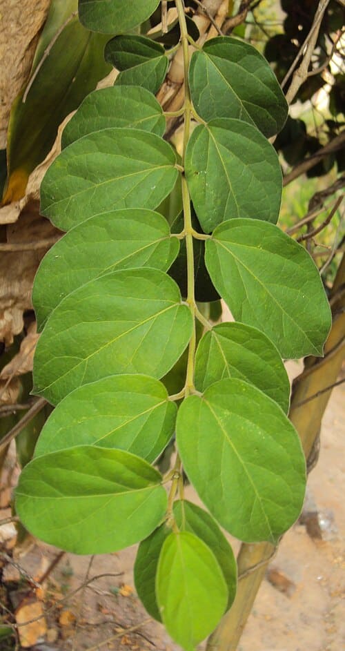Gymnema sylvestre