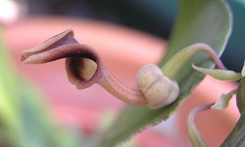Aristolochia fordiana