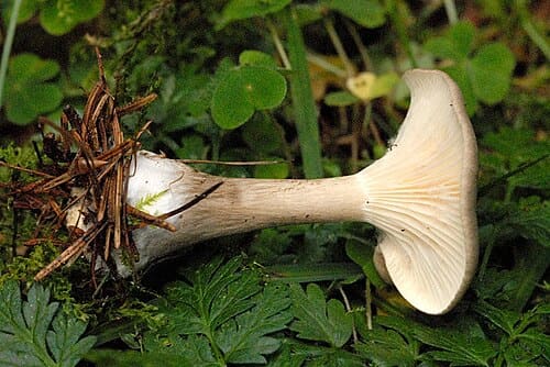 Clitocybe clavipes